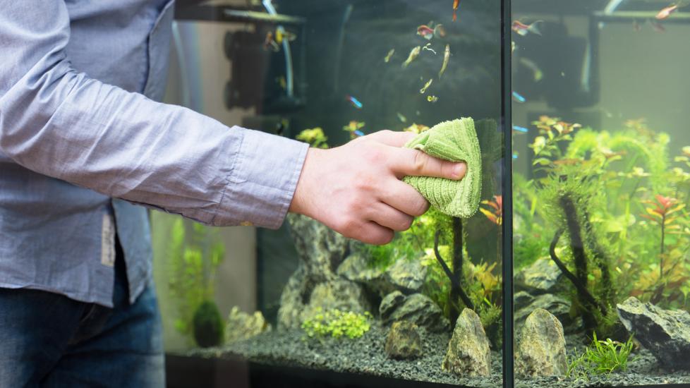 Best fish that clean the tank best sale